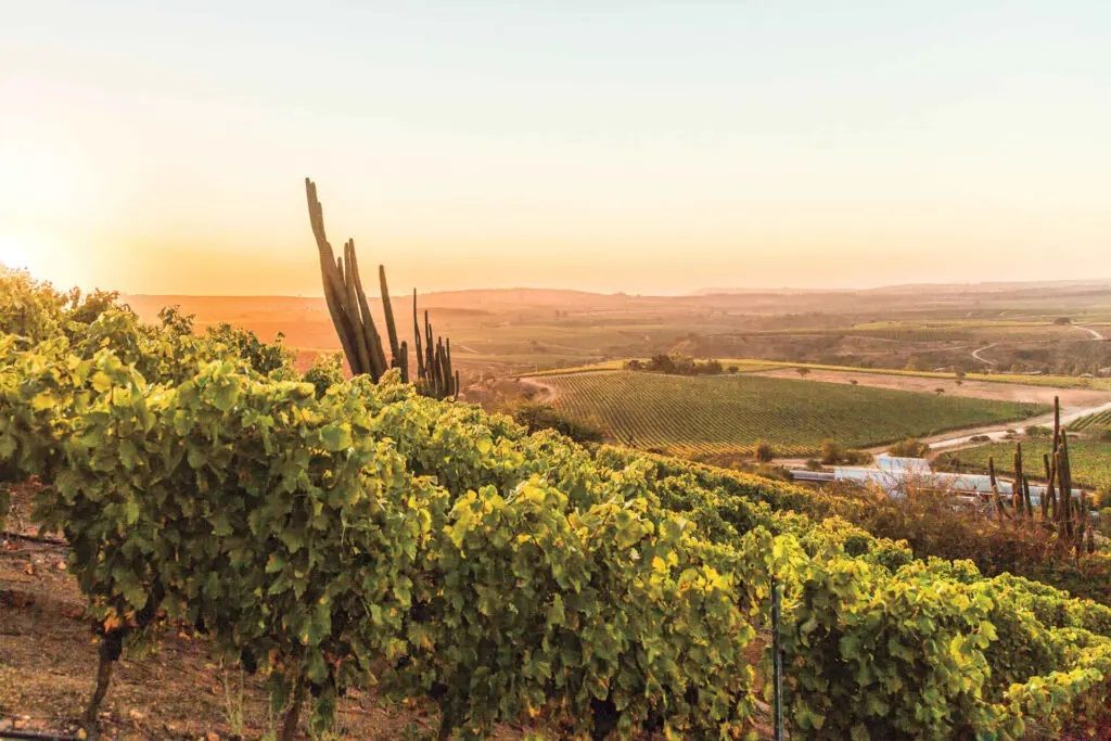 Viñedos Leyda