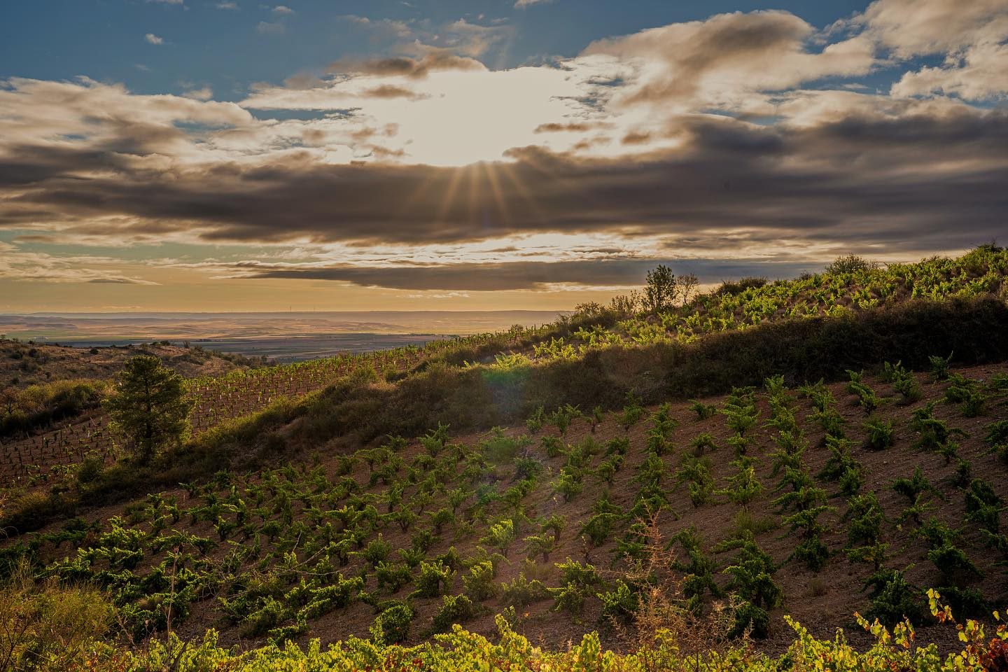 Viñedo Almonacid de la Sierra