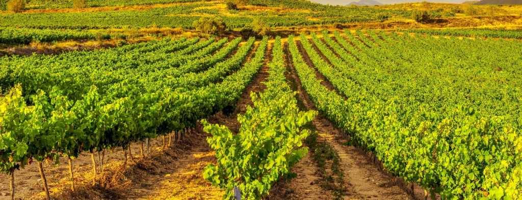 Viñedo El Cortijo
