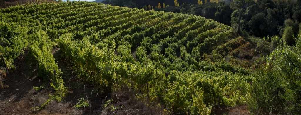 Viñedo Coelemu