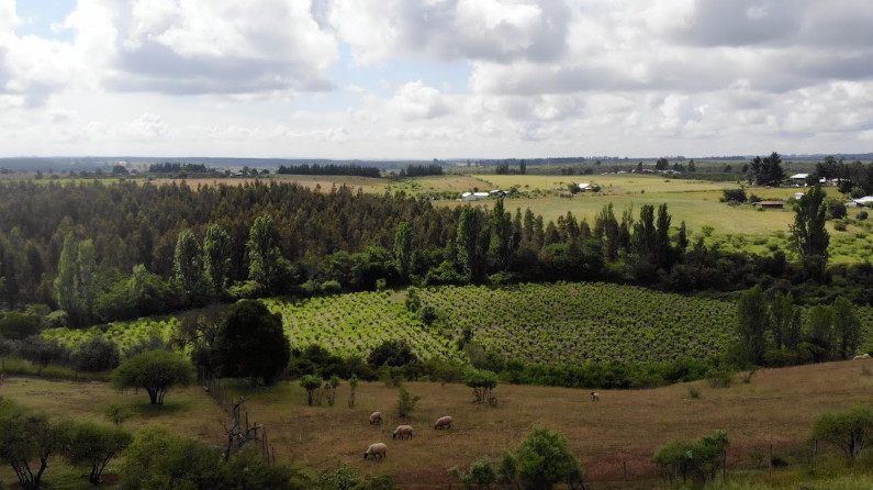 Viñedo Portezuelo