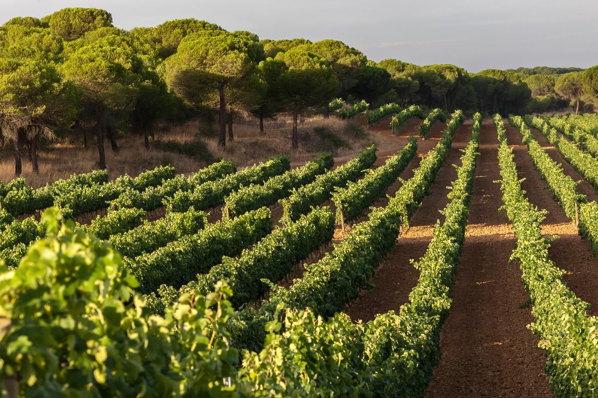 Viñedo Torrecilla del Valle