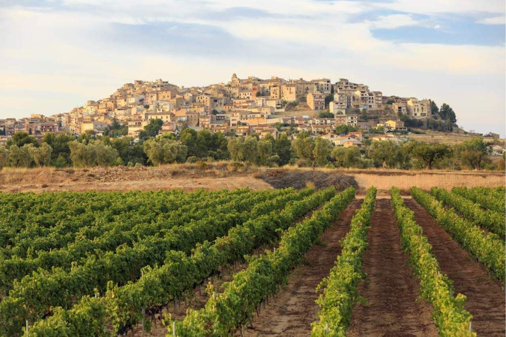 Viñedo Horta de San Juan
